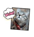 キジねこ めい様がゆく！（個別スタンプ：21）