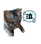 キジねこ めい様がゆく！（個別スタンプ：22）