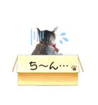 キジねこ めい様がゆく！（個別スタンプ：23）