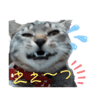 キジねこ めい様がゆく！（個別スタンプ：24）