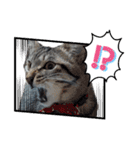 キジねこ めい様がゆく！（個別スタンプ：25）