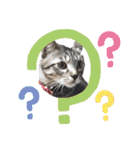 キジねこ めい様がゆく！（個別スタンプ：26）
