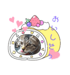 キジねこ めい様がゆく！（個別スタンプ：30）