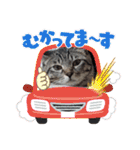 キジねこ めい様がゆく！（個別スタンプ：31）