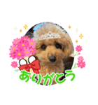 やんちゃな犬（個別スタンプ：1）