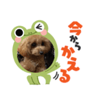 やんちゃな犬（個別スタンプ：7）