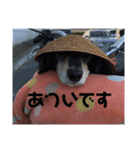 ミニチュア ダックス（個別スタンプ：1）
