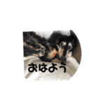 ミニチュア ダックス（個別スタンプ：4）