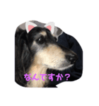 ミニチュア ダックス（個別スタンプ：5）