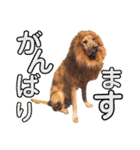 田中家のあむすぺしゃるぼりゅーみーぱっく（個別スタンプ：16）