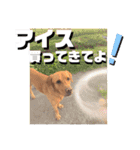田中家のあむすぺしゃるぼりゅーみーぱっく（個別スタンプ：18）