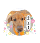 田中家のあむすぺしゃるぼりゅーみーぱっく（個別スタンプ：27）
