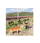 田中家のあむすぺしゃるぼりゅーみーぱっく（個別スタンプ：33）