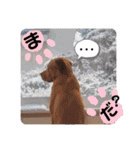 田中家のあむすぺしゃるぼりゅーみーぱっく（個別スタンプ：35）