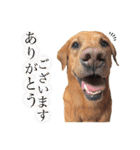 田中家のあむすぺしゃるぼりゅーみーぱっく（個別スタンプ：37）