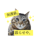 保護猫スタンプ⑧（個別スタンプ：1）