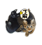 保護猫スタンプ⑧（個別スタンプ：2）