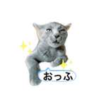 保護猫スタンプ⑧（個別スタンプ：3）