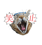 保護猫スタンプ⑧（個別スタンプ：5）