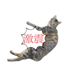 保護猫スタンプ⑧（個別スタンプ：10）