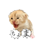 保護猫スタンプ⑧（個別スタンプ：11）