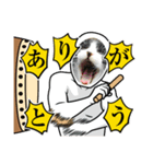 保護猫スタンプ⑧（個別スタンプ：12）