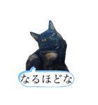 保護猫スタンプ⑧（個別スタンプ：13）