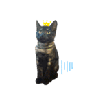 保護猫スタンプ⑧（個別スタンプ：14）