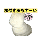 My name is ピース(o^^o)（個別スタンプ：16）