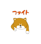 柴犬たぬき（個別スタンプ：20）