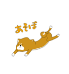 柴犬たぬき（個別スタンプ：34）