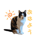 たたみさんの日常（個別スタンプ：1）