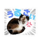 たたみさんの日常（個別スタンプ：10）