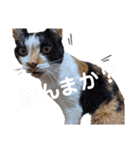 たたみさんの日常（個別スタンプ：12）