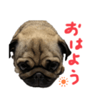 食いしん坊けんちゃん（個別スタンプ：7）