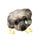 河合めいちゃん（個別スタンプ：12）