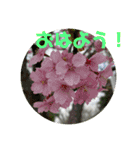 ゆきちゃんスタンプ33（個別スタンプ：1）