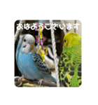 ゆきちゃんスタンプ33（個別スタンプ：2）