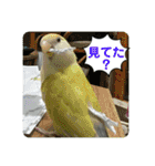 ゆきちゃんスタンプ33（個別スタンプ：21）