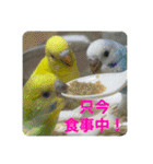 ゆきちゃんスタンプ33（個別スタンプ：22）