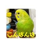 ゆきちゃんスタンプ33（個別スタンプ：23）