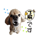 アメコカのレモン（個別スタンプ：1）