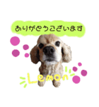 アメコカのレモン（個別スタンプ：5）