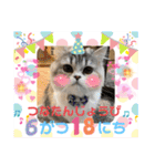庶民的猫つなちゃんスタンプ（個別スタンプ：1）