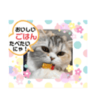 庶民的猫つなちゃんスタンプ（個別スタンプ：2）