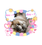 庶民的猫つなちゃんスタンプ（個別スタンプ：3）