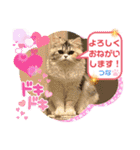 庶民的猫つなちゃんスタンプ（個別スタンプ：4）