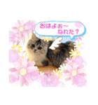庶民的猫つなちゃんスタンプ（個別スタンプ：5）