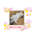 庶民的猫つなちゃんスタンプ（個別スタンプ：6）