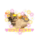 庶民的猫つなちゃんスタンプ（個別スタンプ：7）